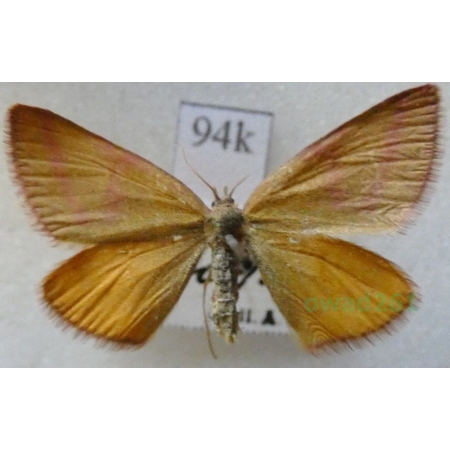 Lythria purpuraria (Linnaeus, 1758) Sudamek purpurek Slovakia94k
